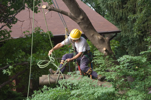 How Our Tree Care Process Works  in  Pemberwick, CT